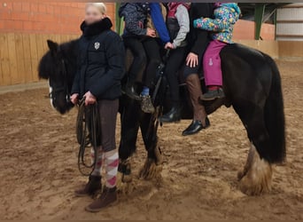 Tinker, Wallach, 12 Jahre, 145 cm, Rappe