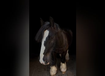 Tinker, Wallach, 12 Jahre, 145 cm, Rappe