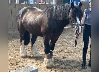 Tinker, Wallach, 12 Jahre, 145 cm, Rappe