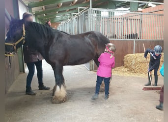 Tinker, Wallach, 12 Jahre, 145 cm, Rappe
