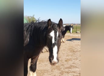 Tinker, Wallach, 12 Jahre, 145 cm, Rappe