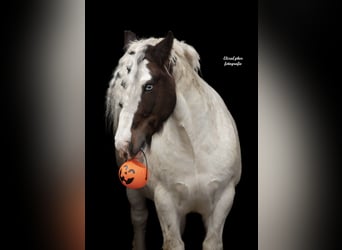 Tinker, Wallach, 12 Jahre, 145 cm, Schecke