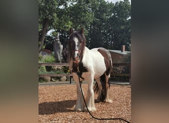 Tinker, Wallach, 12 Jahre, 147 cm, Schecke