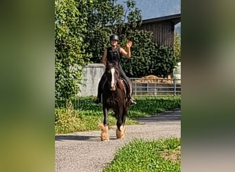 Tinker, Wallach, 12 Jahre, 150 cm, Sabino