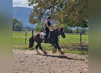 Tinker, Wallach, 12 Jahre, 150 cm, Sabino