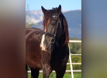 Tinker, Wallach, 12 Jahre, 150 cm, Sabino