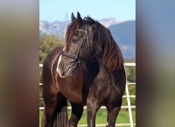 Tinker, Wallach, 12 Jahre, 150 cm, Sabino