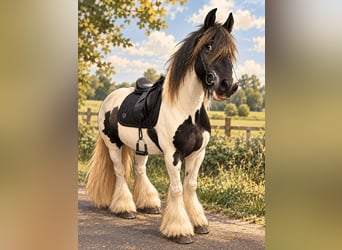 Tinker, Wallach, 12 Jahre, 150 cm, Schecke