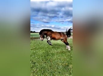 Tinker, Wallach, 12 Jahre, 163 cm, Brauner