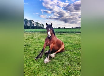 Tinker, Wallach, 12 Jahre, 163 cm, Brauner