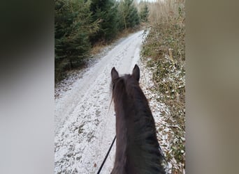 Tinker, Wallach, 12 Jahre, Rappe