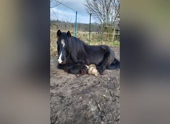 Tinker, Wallach, 13 Jahre, 132 cm, Rappe