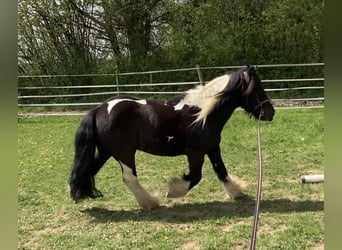 Tinker, Wallach, 13 Jahre, 135 cm, Schecke