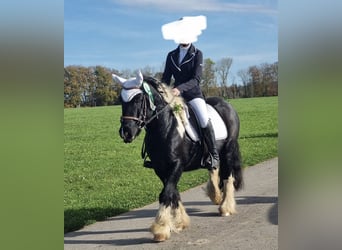 Tinker, Wallach, 13 Jahre, 135 cm, Schecke