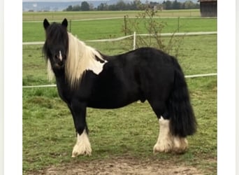 Tinker, Wallach, 13 Jahre, 135 cm, Schecke
