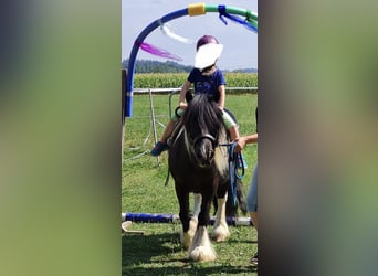 Tinker, Wallach, 13 Jahre, 135 cm, Schecke
