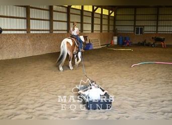 Tinker Mix, Wallach, 13 Jahre, 135 cm, Schecke