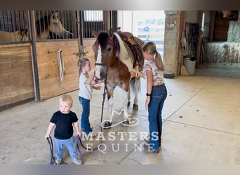 Tinker Mix, Wallach, 13 Jahre, 135 cm, Schecke