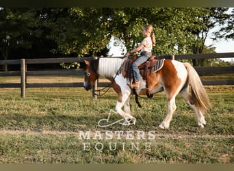 Tinker Mix, Wallach, 13 Jahre, 135 cm, Schecke