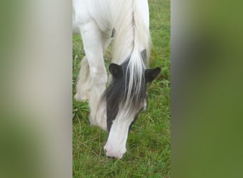 Tinker, Wallach, 13 Jahre, 140 cm, Schecke