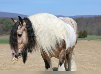 Tinker, Wallach, 13 Jahre, 142 cm, Schecke