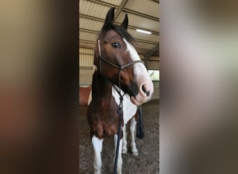 Tinker Mix, Wallach, 13 Jahre, 148 cm, Schecke