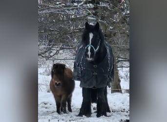 Tinker, Wallach, 13 Jahre, 150 cm, Rappe