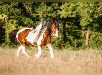 Tinker Mix, Wallach, 13 Jahre, 150 cm, Schecke