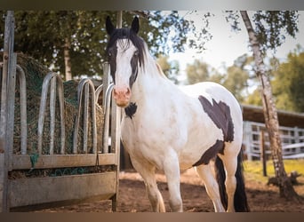 Tinker, Wallach, 13 Jahre, 157 cm, Schecke