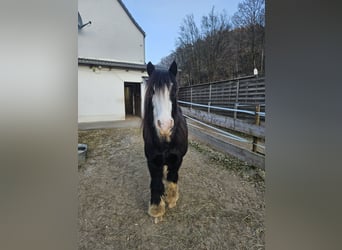 Tinker Mix, Wallach, 13 Jahre, 165 cm, Rappe