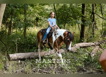 Tinker Mix, Wallach, 14 Jahre, 135 cm, Schecke