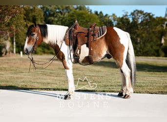 Tinker Mix, Wallach, 14 Jahre, 135 cm, Schecke