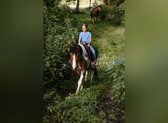 Tinker Mix, Wallach, 14 Jahre, 135 cm, Schecke