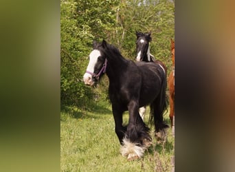 Tinker, Wallach, 14 Jahre, 139 cm, Rappe
