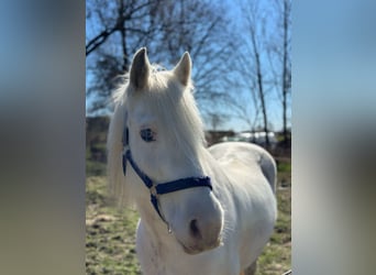 Tinker, Wallach, 14 Jahre, 140 cm, Cremello