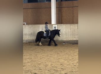 Tinker, Wallach, 14 Jahre, 140 cm
