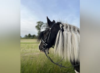 Tinker, Wallach, 14 Jahre, 142 cm, Schecke