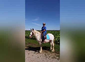 Tinker, Wallach, 14 Jahre, 145 cm, Schecke