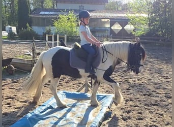 Tinker, Wallach, 14 Jahre, 145 cm, Schecke
