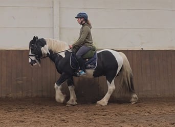 Tinker, Wallach, 14 Jahre, 145 cm, Schecke