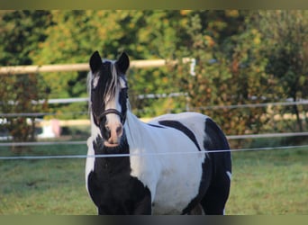 Tinker Mix, Wallach, 14 Jahre, 148 cm, Schecke