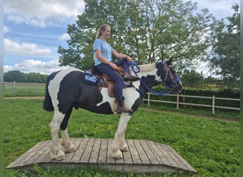 Tinker Mix, Wallach, 14 Jahre, 156 cm, Schecke