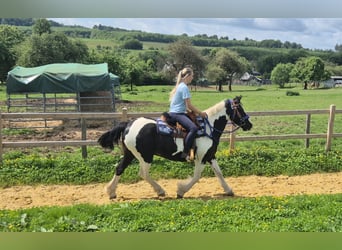 Tinker Mix, Wallach, 14 Jahre, 156 cm, Schecke