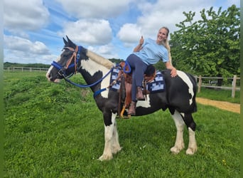 Tinker Mix, Wallach, 14 Jahre, 156 cm, Schecke