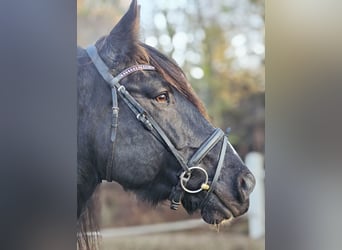 Tinker Mix, Wallach, 14 Jahre, 161 cm, Dunkelbrauner