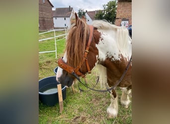 Tinker, Wallach, 15 Jahre, 134 cm