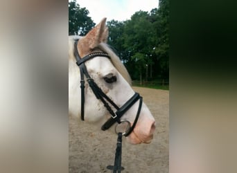 Tinker, Wallach, 15 Jahre, 143 cm, Roan-Bay