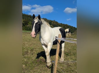 Tinker, Wallach, 15 Jahre, 148 cm, Schecke