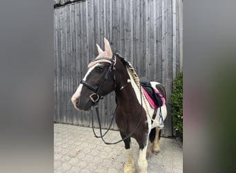 Tinker, Wallach, 15 Jahre, 148 cm, Schecke