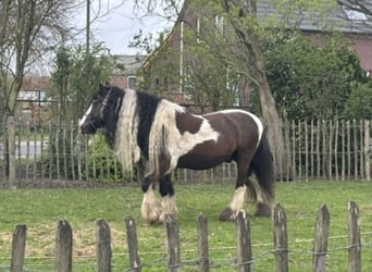 Tinker, Wallach, 15 Jahre, 149 cm, Schecke